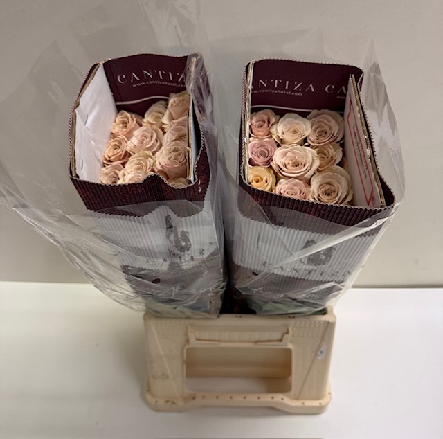 Rosa ec quicksand CT.jpg